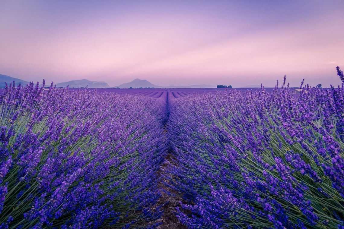 Lavender fields in Provence